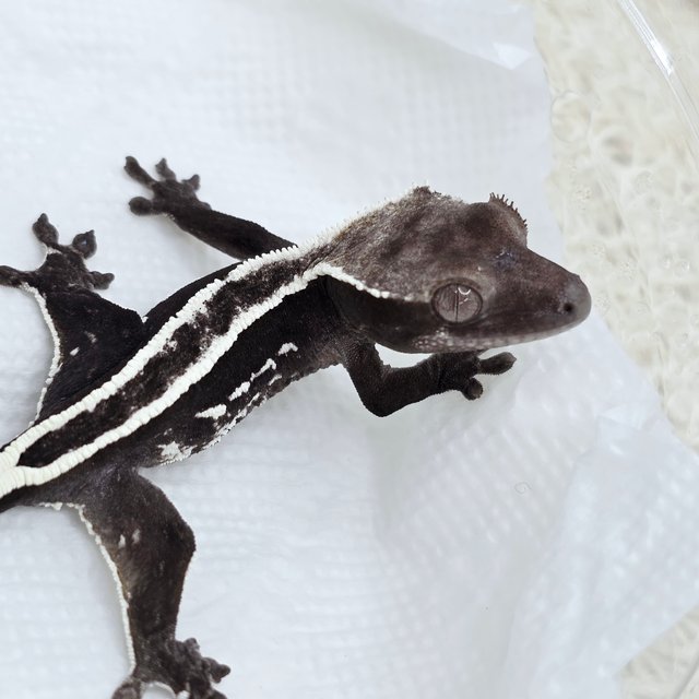 Axanthic