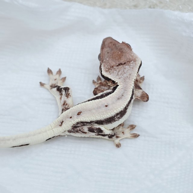 LW Sable 100% Het Axanthic