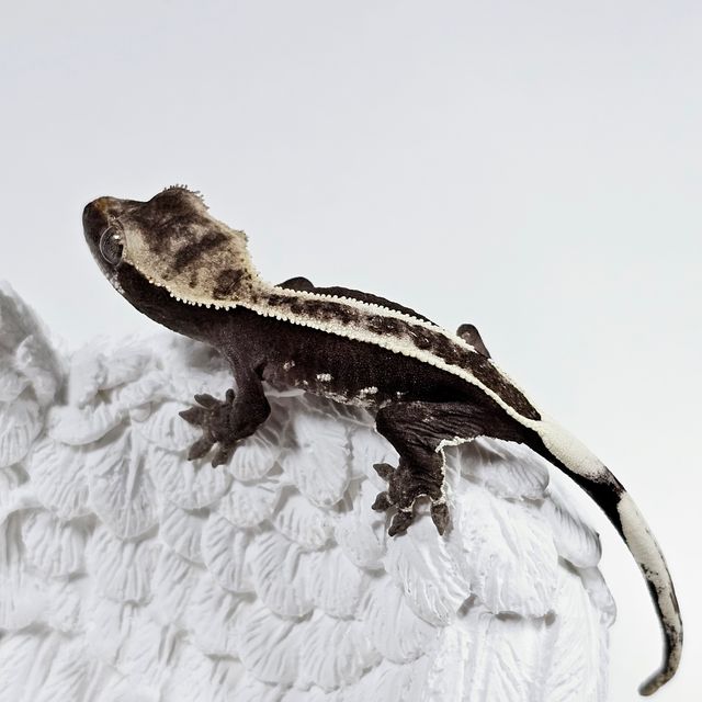 아잔틱