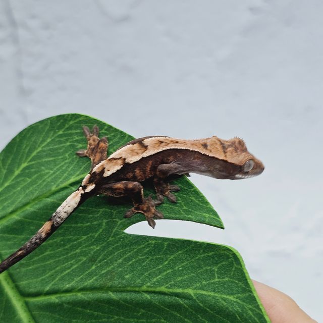 세이블