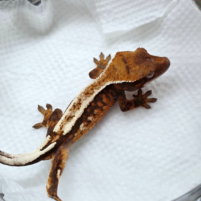 세이블 100%헷아잔틱