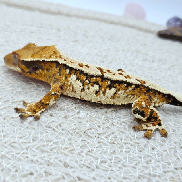 Extreme Harlequin Pinstripe Tangerine White Spot Tri