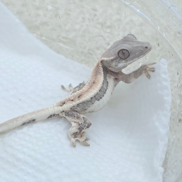 릴리 세이블 100%헷아잔틱