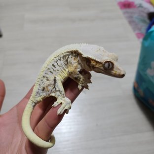 릴리화이트