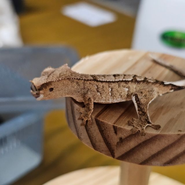 크림시클 젠젝스