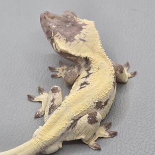 릴리 세이블 100%헷아잔틱 릴리100%헷아잔틱 세이블