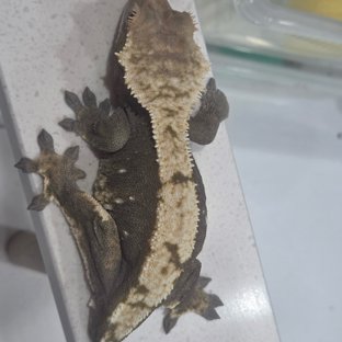 헤라