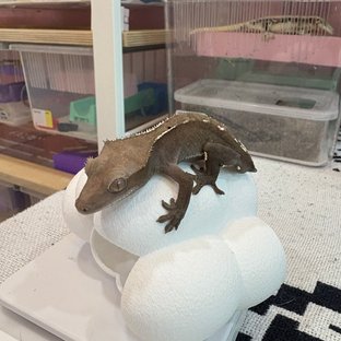 아잔틱
