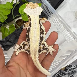 코코