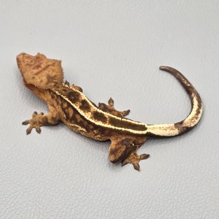 세이블 100%헷아잔틱