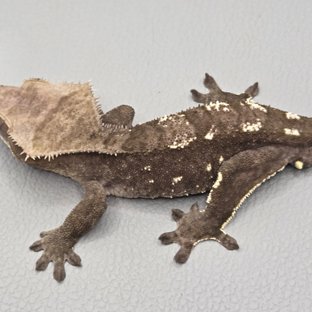 아잔틱 화이트포트홀