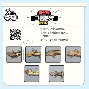 아잔틱 그룹분양