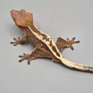 세이블 100%헷아잔틱