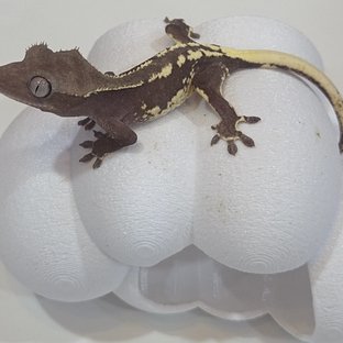 릴잔틱
