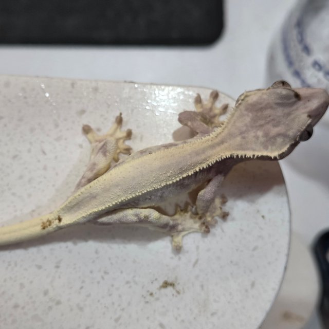 릴리 세이블 드리피 화이트스팟