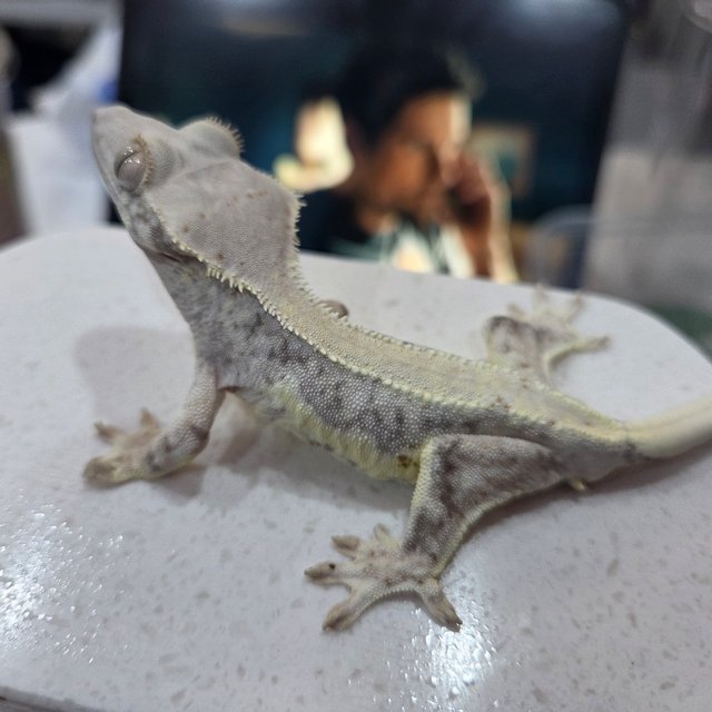 릴리화이트 쿼드 화이트스팟