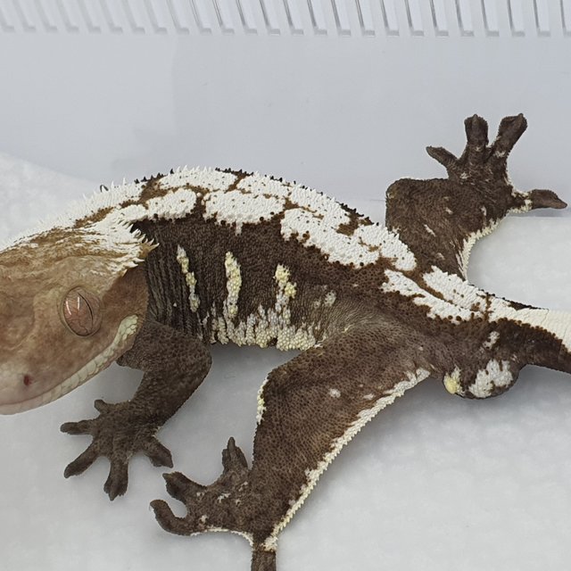 아잔틱 화이트포트홀