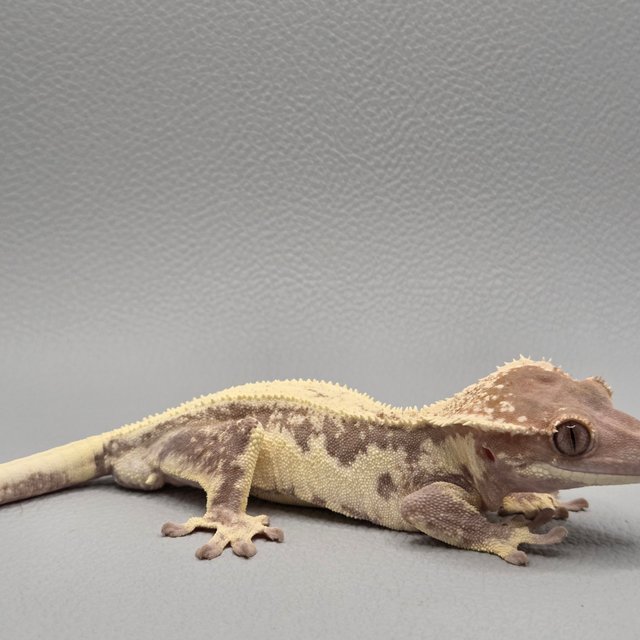 릴리 세이블 100%헷아잔틱