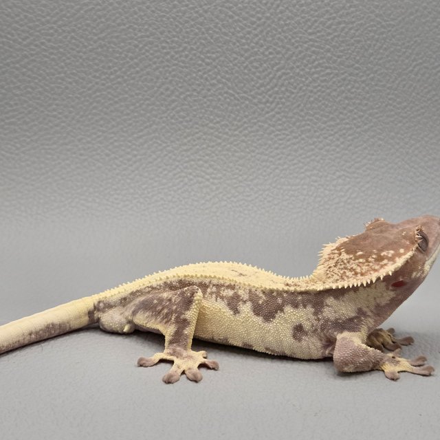 릴리 세이블 100%헷아잔틱