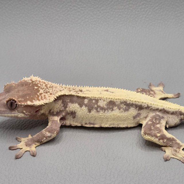 릴리 세이블 100%헷아잔틱