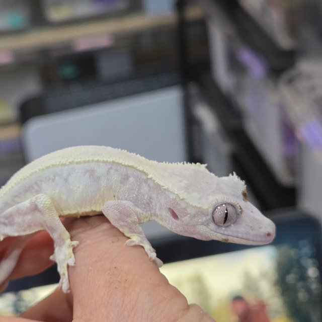 릴리 세이블 드리피 화이트스팟