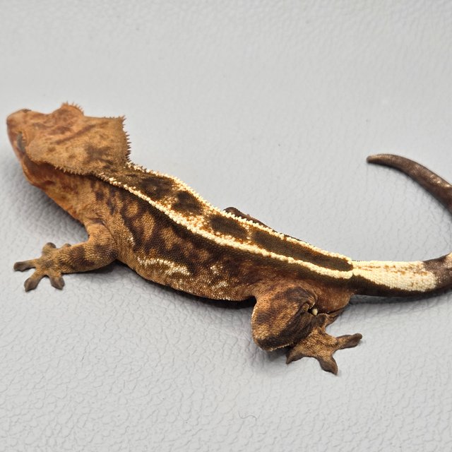 세이블 100%헷아잔틱