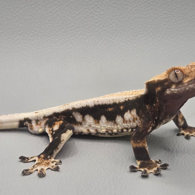 릴리100%헷아잔틱