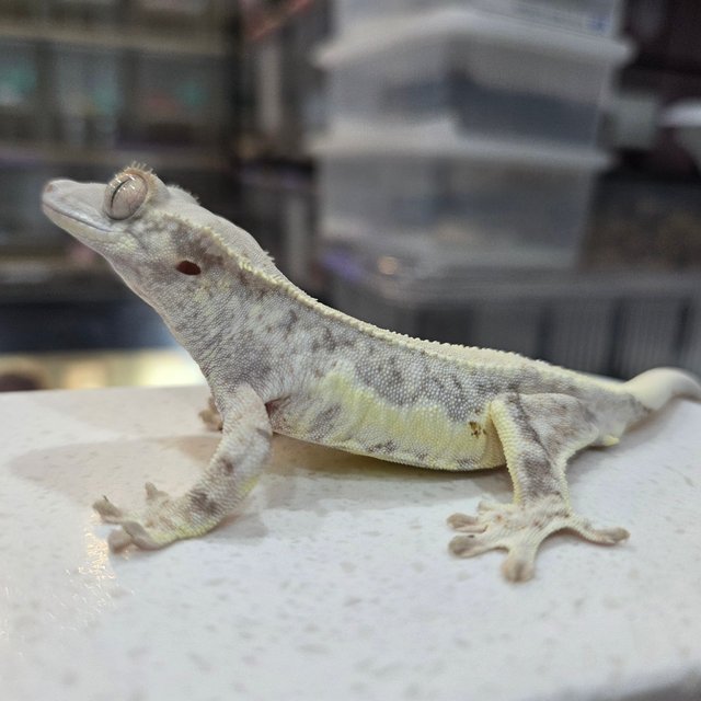 릴리화이트 쿼드 화이트스팟