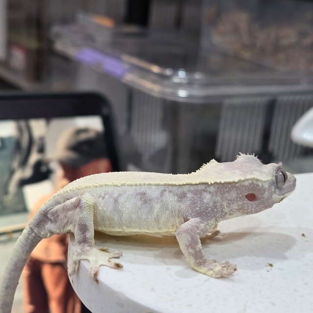 릴리 세이블 드리피 화이트스팟