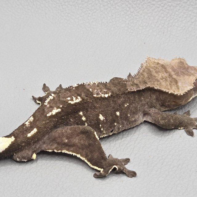 아잔틱 화이트포트홀