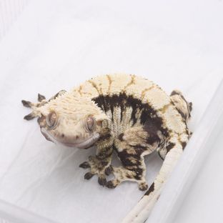 트라이 블랙 다크