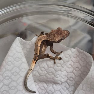 세이블