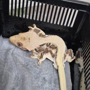 릴리화이트 솔리드백