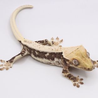 LR-7