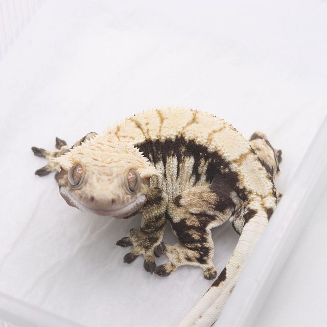 트라이 블랙 다크