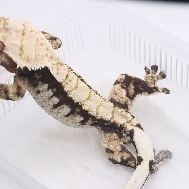 트라이 블랙 다크