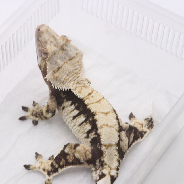 트라이 블랙 다크