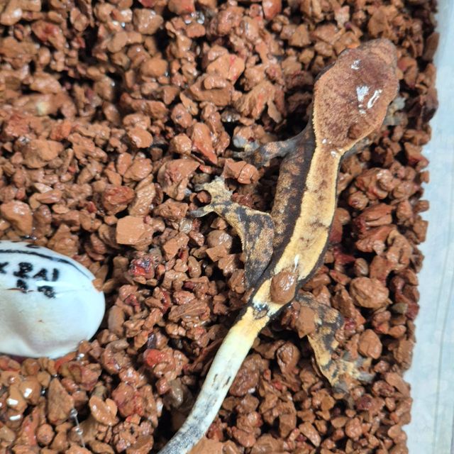 세이블