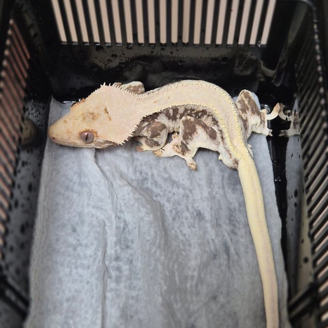 릴리화이트 솔리드백