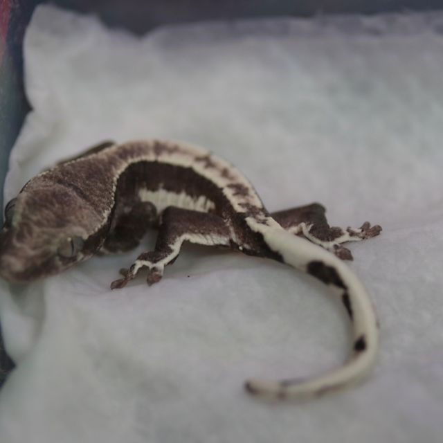 릴잔틱
