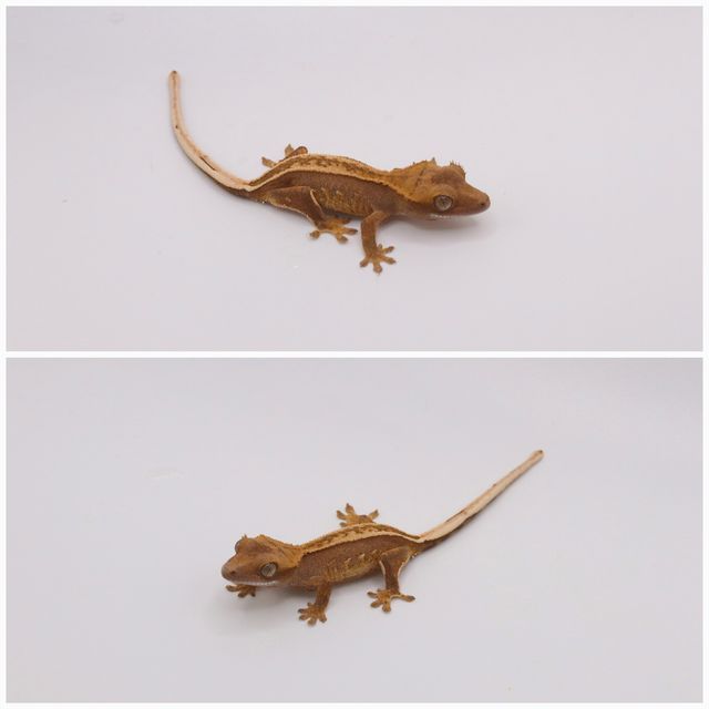 레드 쿼드 핀스트라이프