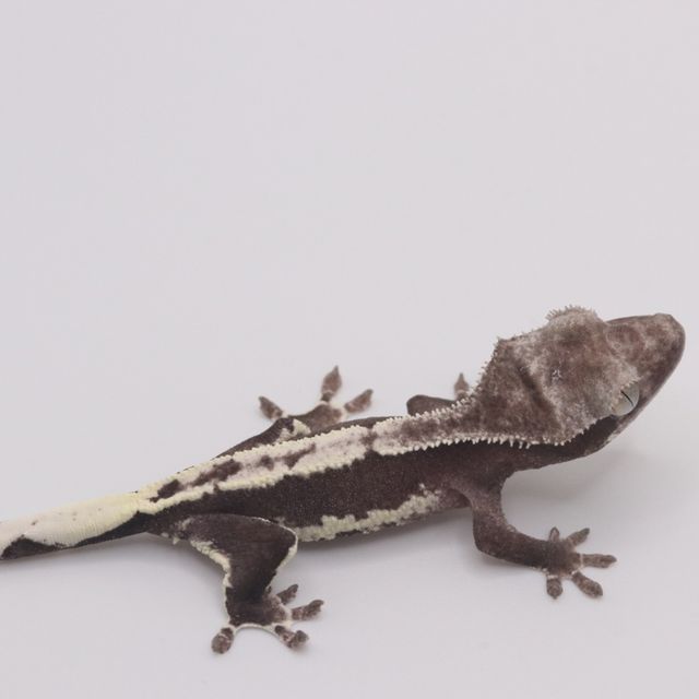 릴잔틱