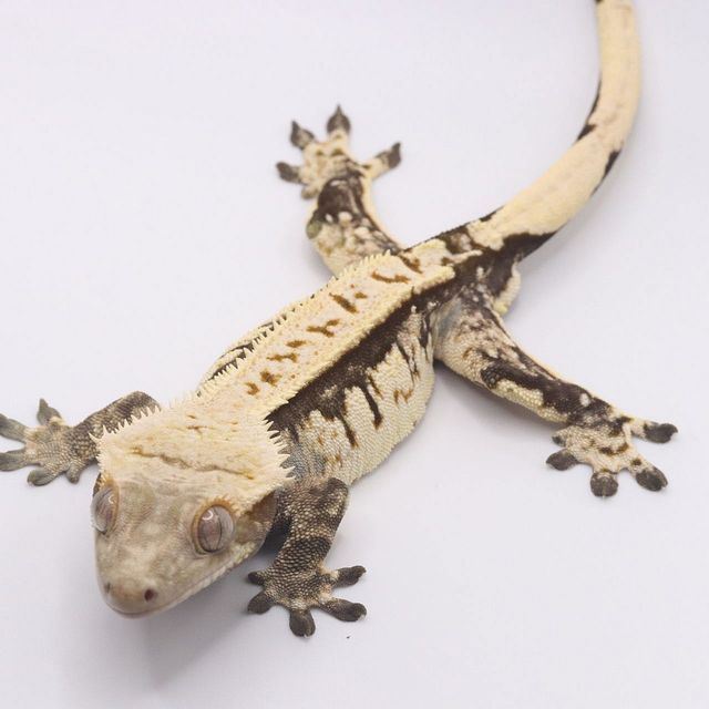 트라이 다크 블랙 화이트