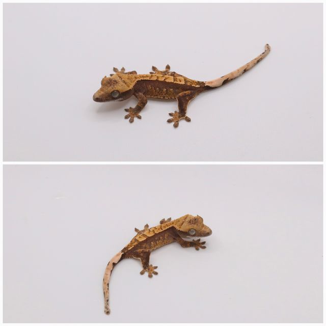 레드 할리퀸