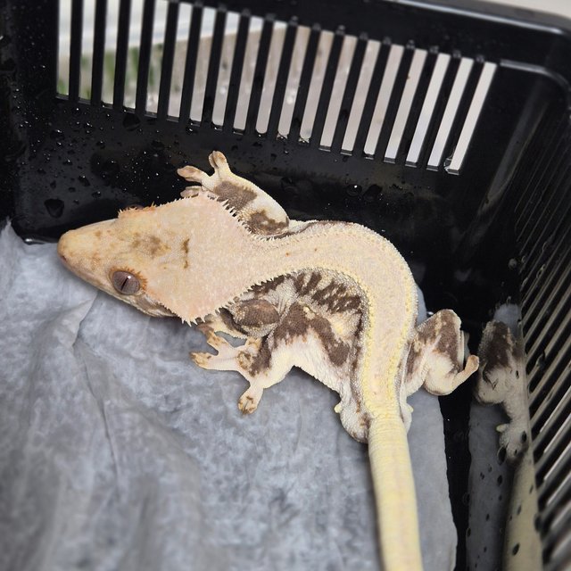 릴리화이트 솔리드백