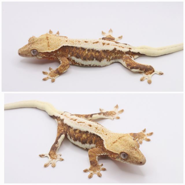 크림 릴리화이트