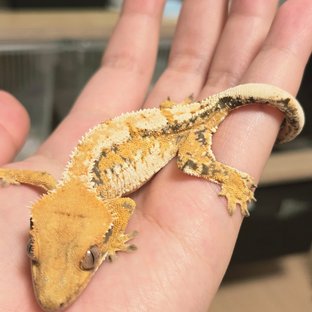 익스트림할리퀸 트라이 옐로우