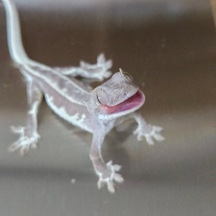 팬텀 프라푸치노 레드