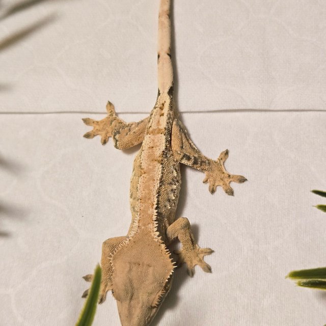 익스트림할리퀸 트라이 옐로우