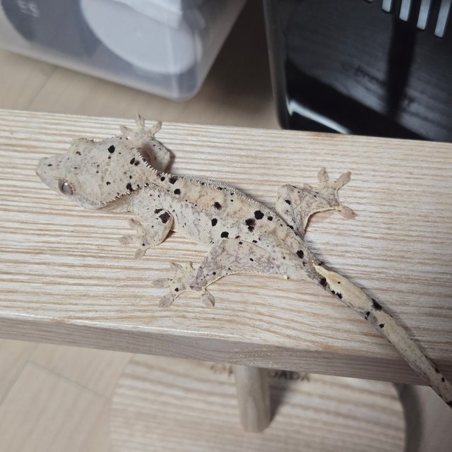 슈퍼달마시안 달마시안 화이트